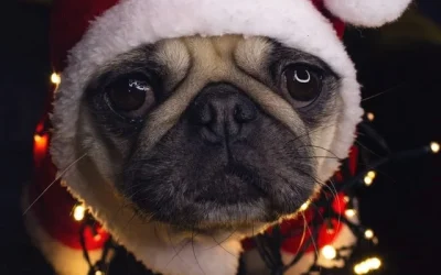 Release the Bah Humbug